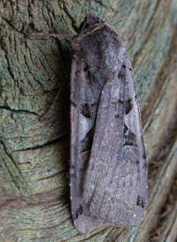 Setaceous Hebrew Character